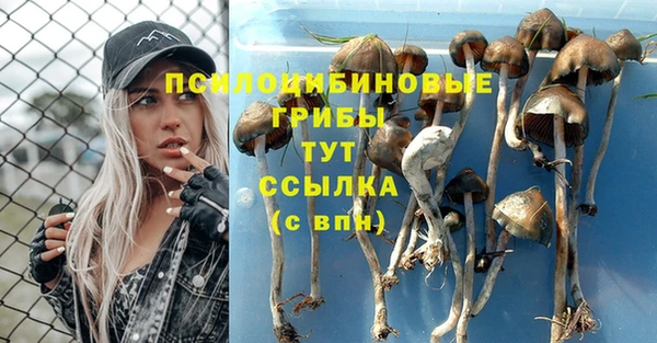 ПСИЛОЦИБИНОВЫЕ ГРИБЫ Няндома