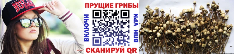 Псилоцибиновые грибы GOLDEN TEACHER  Поронайск 